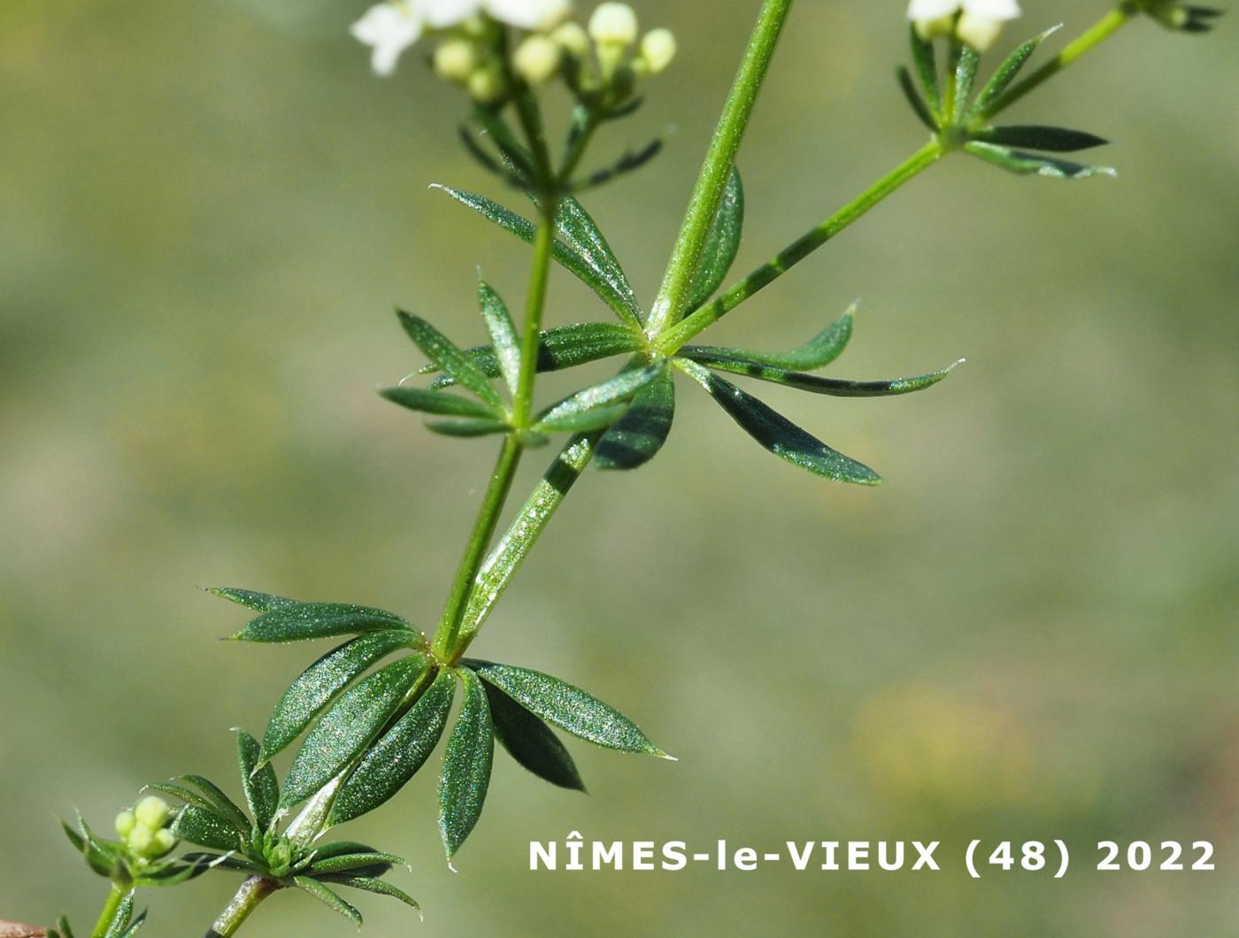 Bedstraw, [Mossy] leaf